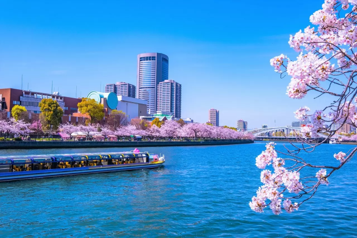 Cherry Blossoms