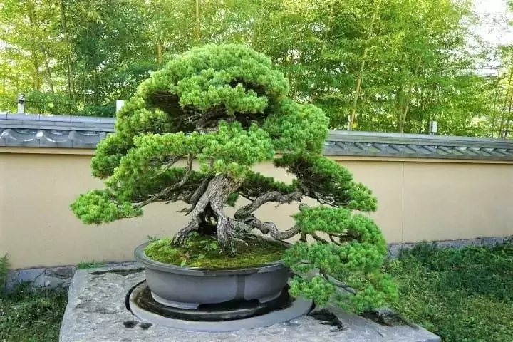 Omiya Bonsai Art Museum: Discover the True Beauty of Bonsai Trees