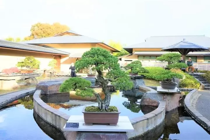 Omiya Bonsai Art Museum: Discover the True Beauty of Bonsai Trees