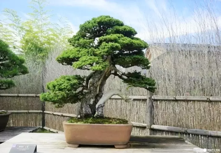 Omiya Bonsai Art Museum: Discover the True Beauty of Bonsai Trees