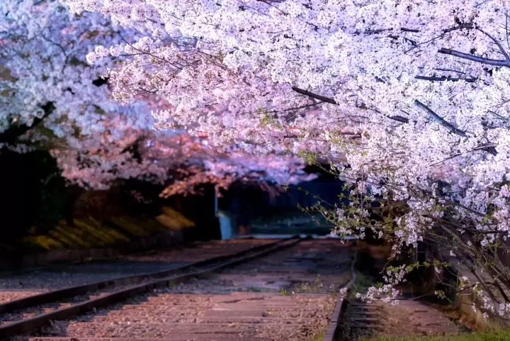 Visit Secluded Cherry Blossom Spots in Kyoto: A Two-Day Itinerary