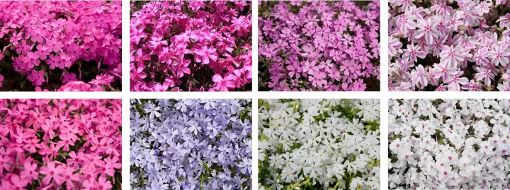 Fuji Shibazakura Festival 2023: A Carpet of Pink Flowers and Mt. Fuji 