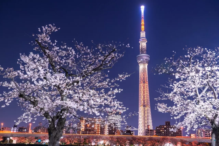 Tokyo Cherry Blossoms, Art, and Seasonal Food: A Two-Day Spring Itinerary