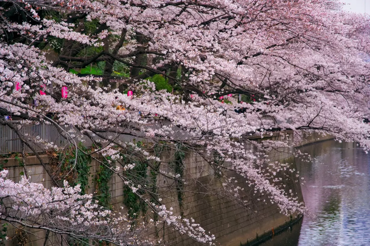 Tokyo Cherry Blossoms, Art, and Seasonal Food: A Two-Day Spring Itinerary