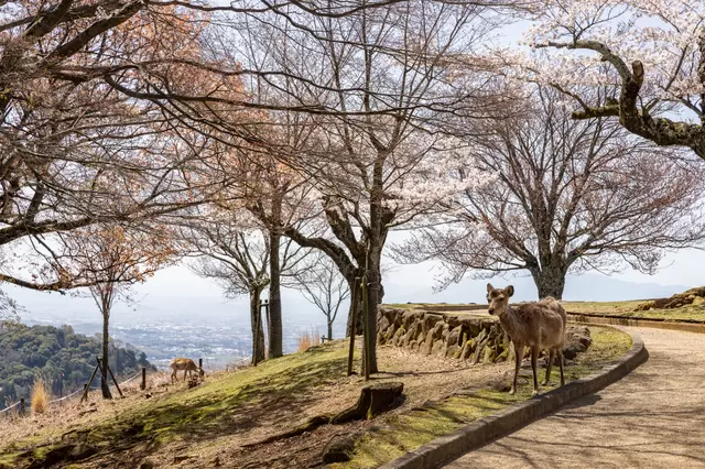 【2023】比京都更老的古都「奈良」賞櫻景點8選！寺廟、小鹿與櫻花共演絕景