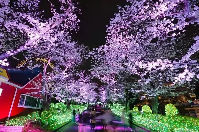 Experience Cherry Blossoms and Rollercoasters at Yomiuriland’s Spectacular Sakura Illumination Event!