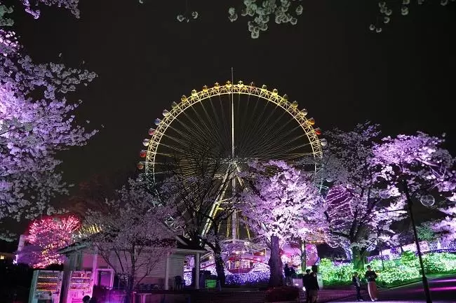 Experience Cherry Blossoms and Rollercoasters at Yomiuriland’s Spectacular Sakura Illumination Event!
