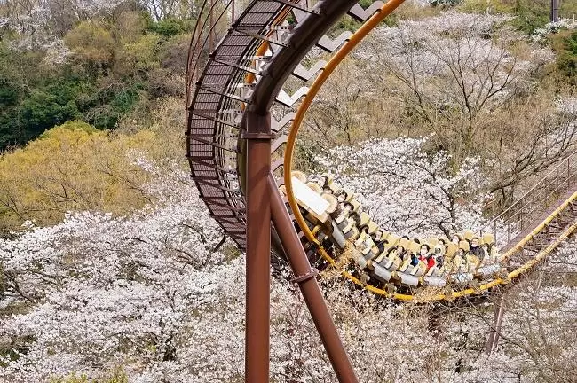 Experience Cherry Blossoms and Rollercoasters at Yomiuriland’s Spectacular Sakura Illumination Event!