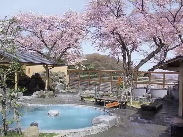 Experience Cherry Blossoms and Rollercoasters at Yomiuriland’s Spectacular Sakura Illumination Event!