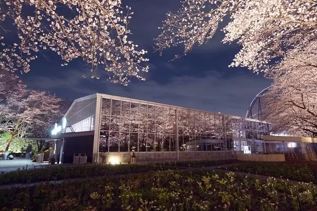 Experience Cherry Blossoms and Rollercoasters at Yomiuriland’s Spectacular Sakura Illumination Event!