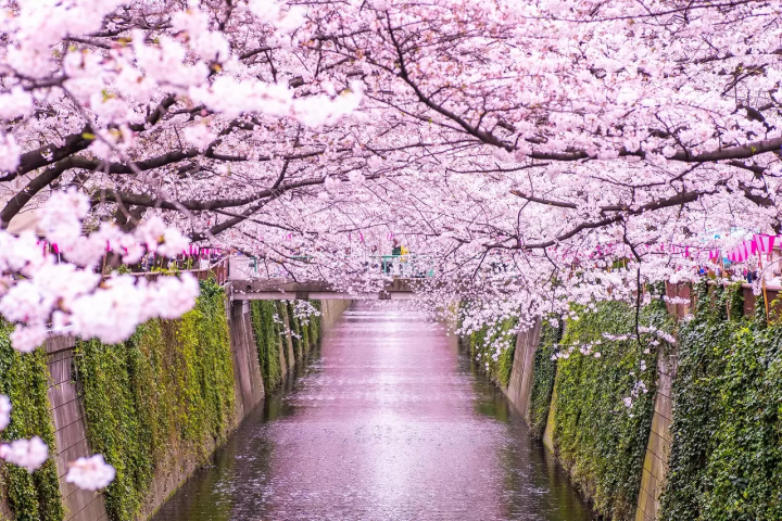 Tokyo's Cherry Blossoms: Top 20 Destinations in 2024