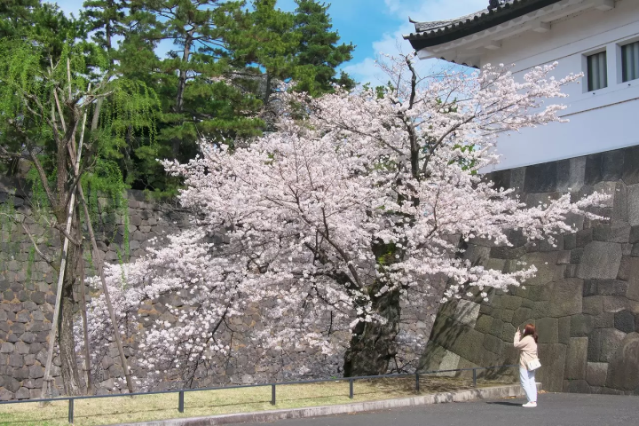 Tokyo's Cherry Blossoms: Top 20 Destinations in 2024