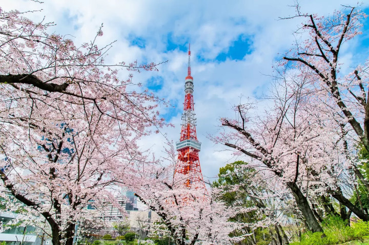 Tokyo's Cherry Blossoms: Top 20 Destinations in 2024