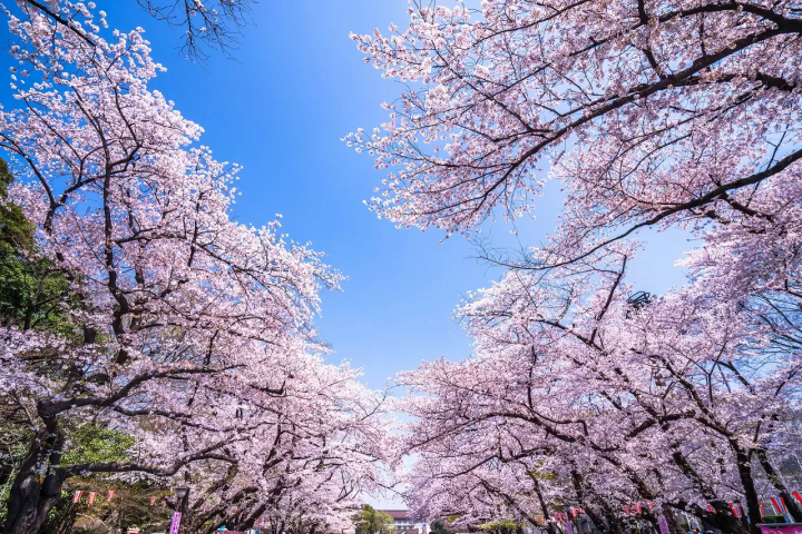 Tokyo's Cherry Blossoms: Top 20 Destinations in 2024