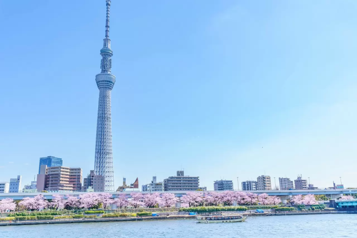 Tokyo's Cherry Blossoms: Top 20 Destinations in 2024