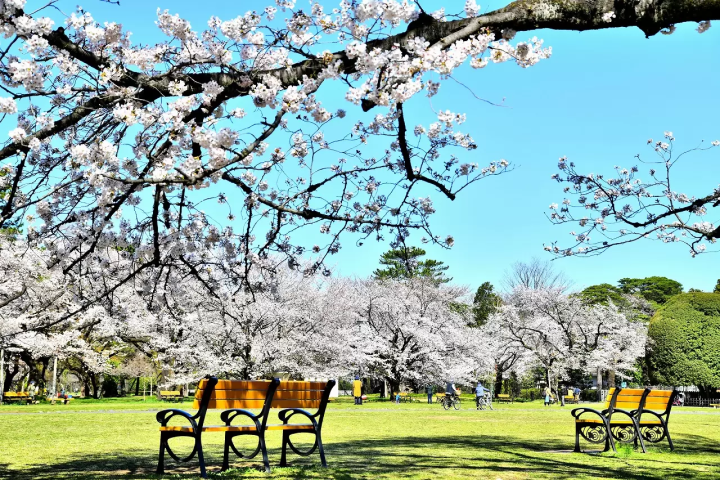 Tokyo's Cherry Blossoms: Top 20 Destinations in 2024