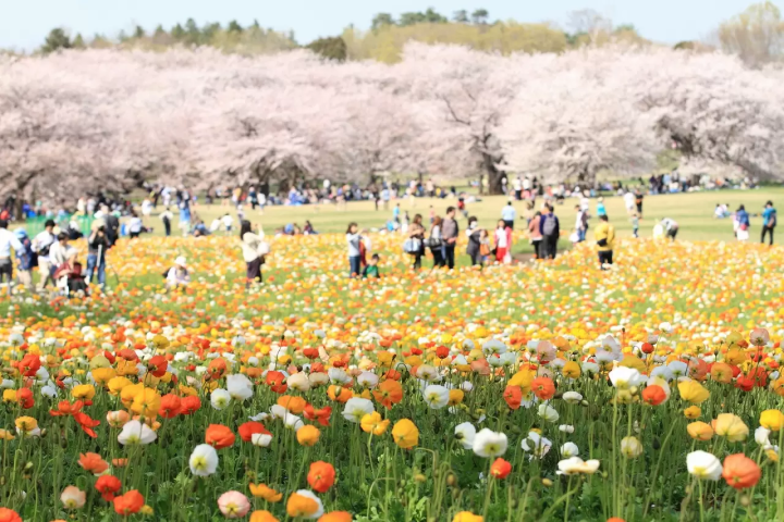 Tokyo's Cherry Blossoms: Top 20 Destinations in 2024