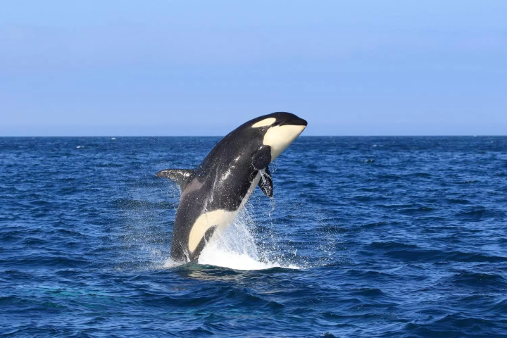 Experience 6 of Japan's Most Underrated Travel Destinations!