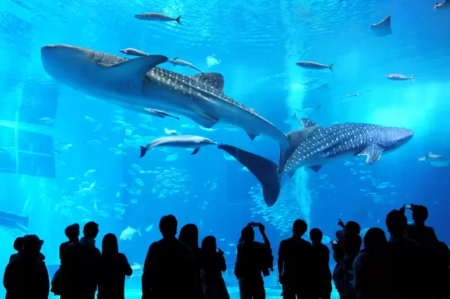 【沖縄】那覇空港近くにあるレンタカー5選!レンタル方法も紹介