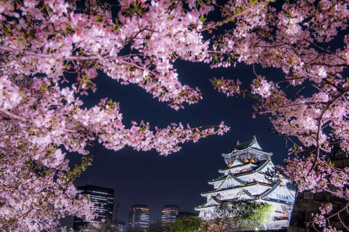 Osaka Castle: Highlights, Bargain Tickets, and Cherry Blossom Tips