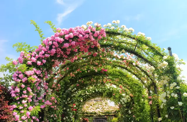 【2023年】橫濱何處去?28個人氣景點懶人包一次看!