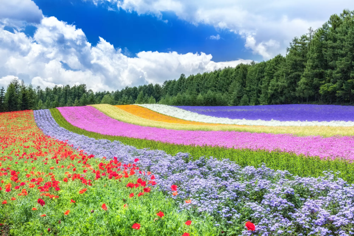 The Perfect Hokkaido Tour Itinerary All Planned Out For You