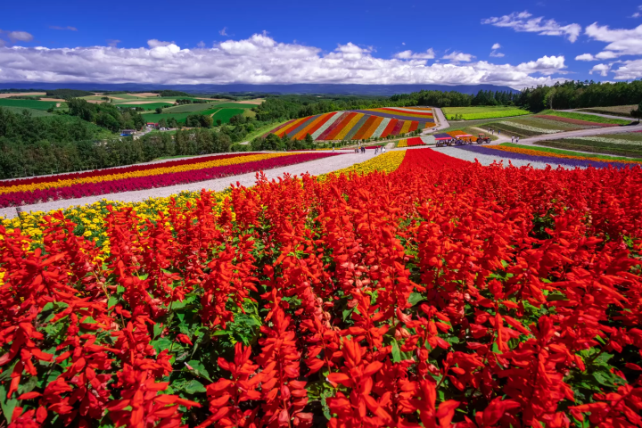 The Perfect Hokkaido Tour Itinerary All Planned Out For You