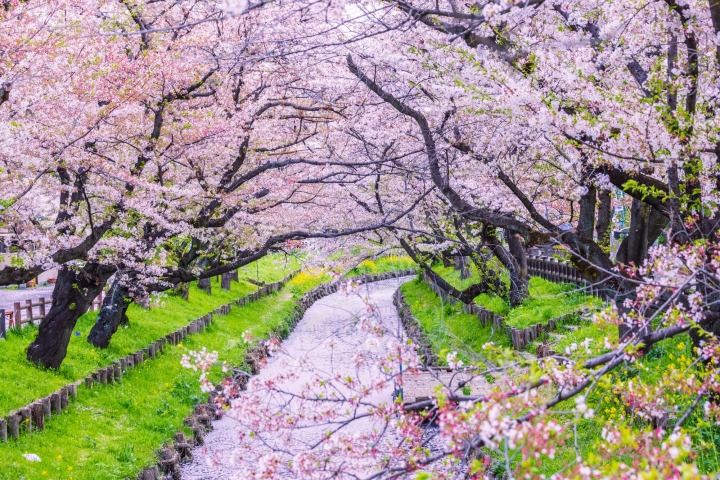 【川越】誰能比我更掌握？去過N遍的川越精裝版資訊