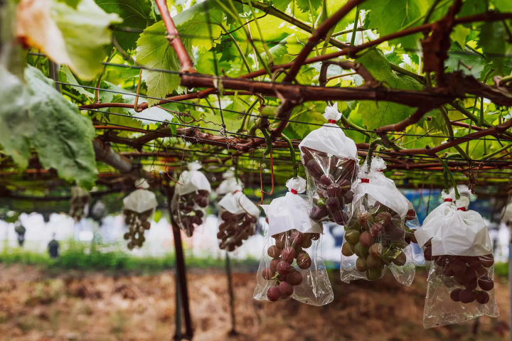 【手工藝之鄉 越前市】與親子一起盡享越前的魅力之旅