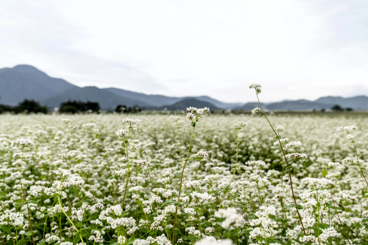 【手仕事のまち越前市】くにを、未来へと「継ぐ」継体天皇