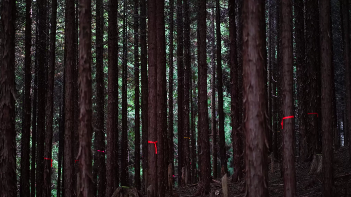 奈良・吉野杉が育まれる多様な自然環境と文化の歴史