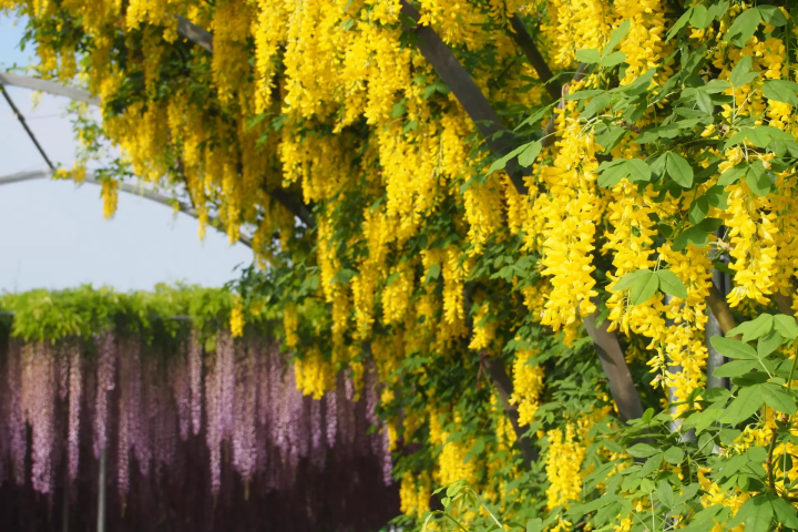 東京近郊 紫藤花物語〜大藤節2023～ 黃騰