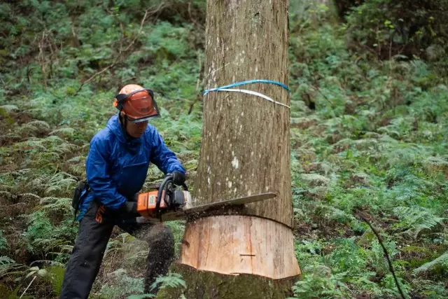 工芸の匠達の山。伝統構法の建築士とともに巡る、山守、大工、木工の匠との出会い。500年を旅する木の物語。