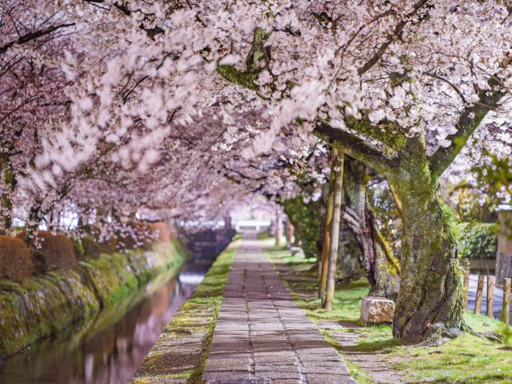 京都 桜