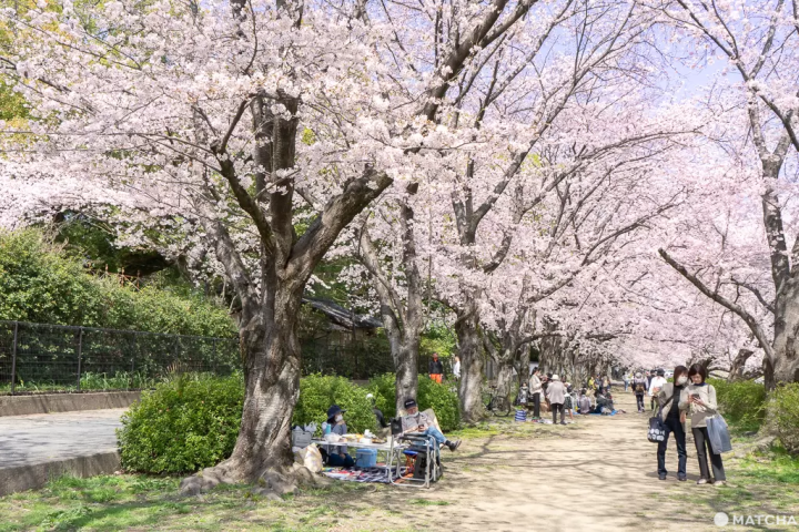 【岡山倉敷之旅導覽】觀光景點、美食、溫泉、活動、交通行程看這篇就足夠!