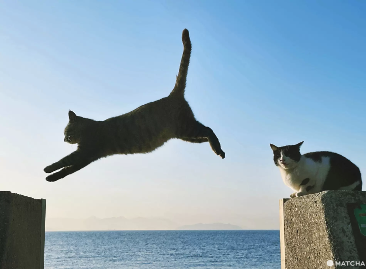 【香川】來到瀨戶內海的貓島「佐柳島」與喵星人共度悠哉的兩天一夜！