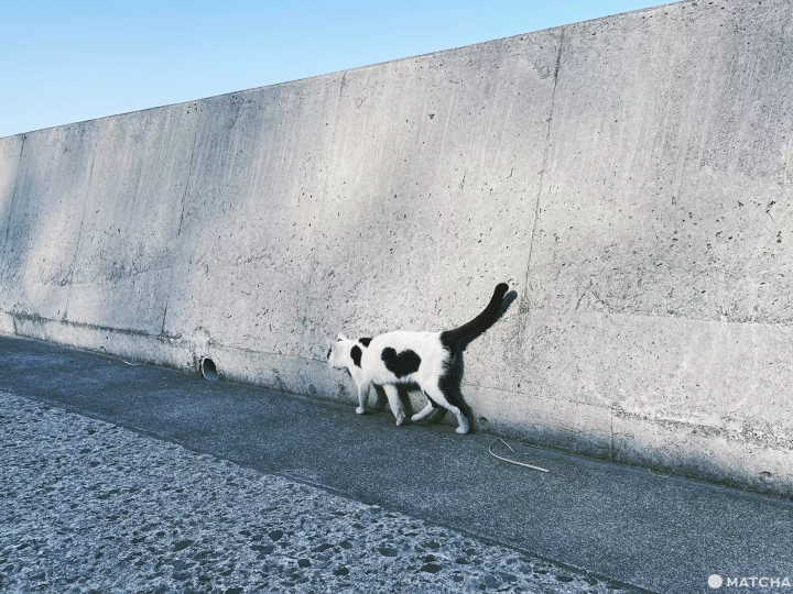 【香川】來到瀨戶內海的貓島「佐柳島」與喵星人共度悠哉的兩天一夜！