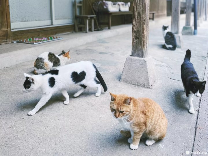 【香川】來到瀨戶內海的貓島「佐柳島」與喵星人共度悠哉的兩天一夜！