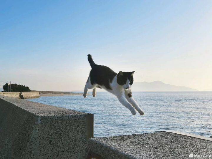 【香川】來到瀨戶內海的貓島「佐柳島」與喵星人共度悠哉的兩天一夜！