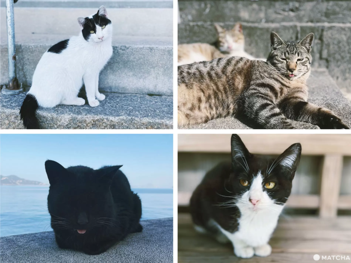 【香川】來到瀨戶內海的貓島「佐柳島」與喵星人共度悠哉的兩天一夜！