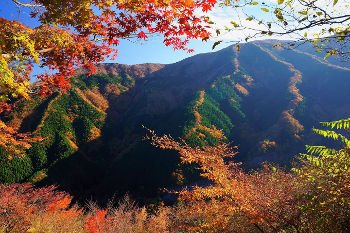 奈良・吉野杉が育まれる多様な自然環境と文化の歴史