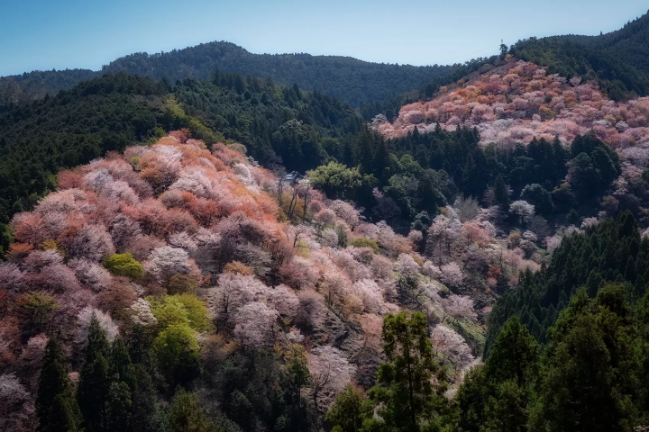 奈良・吉野杉が育まれる多様な自然環境と文化の歴史