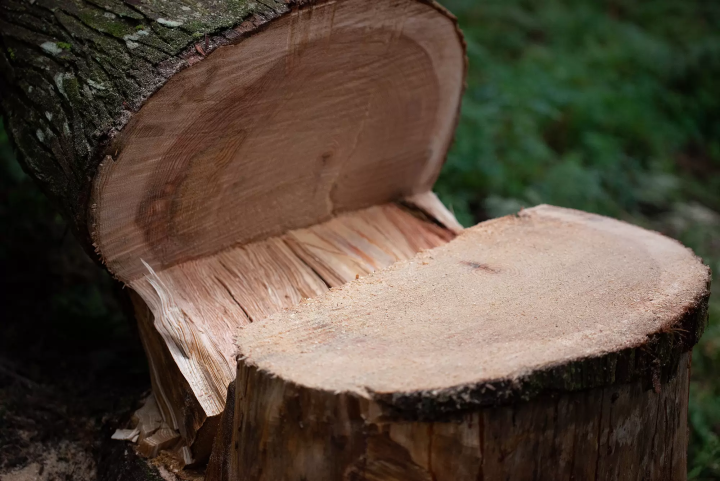 奈良・吉野杉が育まれる多様な自然環境と文化の歴史