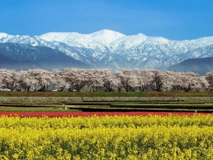 【富山】絕美星巴克,哆啦A夢故鄉,立山黑部雪壁,風情萬種你想先去哪?