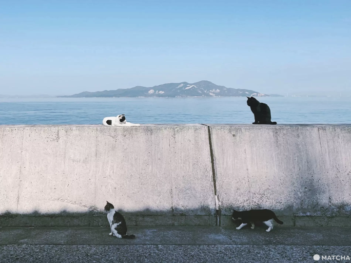 【香川】來到瀨戶內海的貓島「佐柳島」與喵星人共度悠哉的兩天一夜！