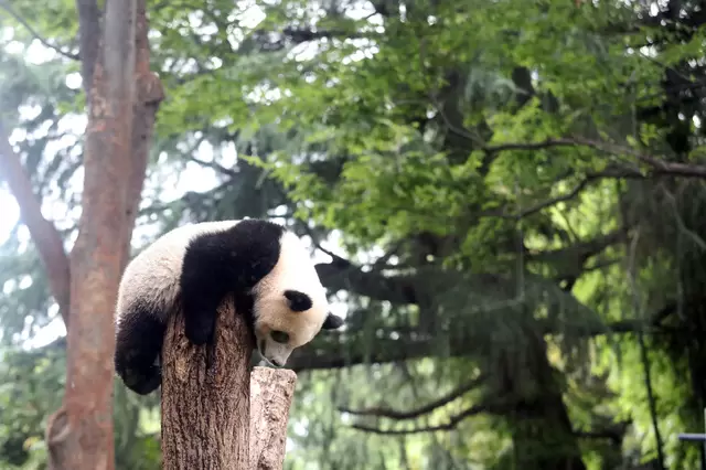  上野公園完全指南，園內14項設施與看點大解說