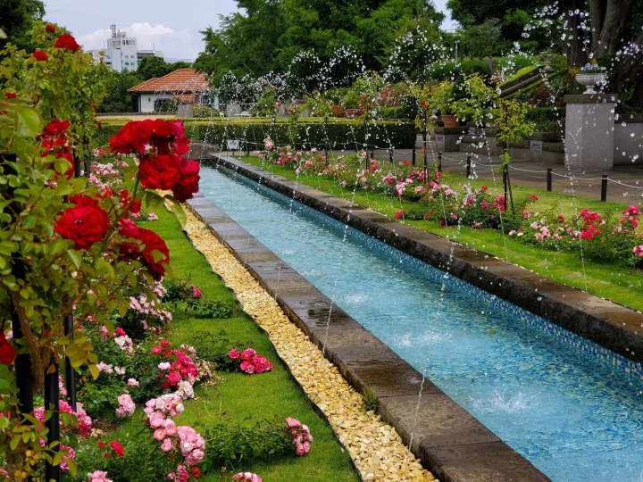 日本神奈川 橫濱玫瑰週