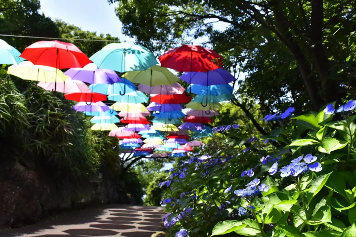 Flourishing Hydrangeas and floating umbrellas at Izus New York Lamp Museum