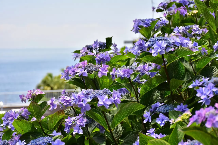 Flourishing Hydrangeas and floating umbrellas at Izus New York Lamp Museum