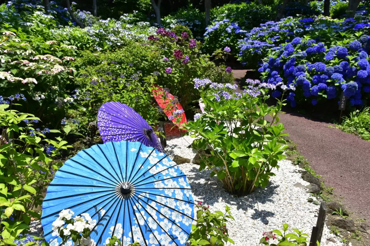 Flourishing Hydrangeas and floating umbrellas at Izus New York Lamp Museum